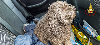 Incendio nel Torinese, salvati due cagnolini